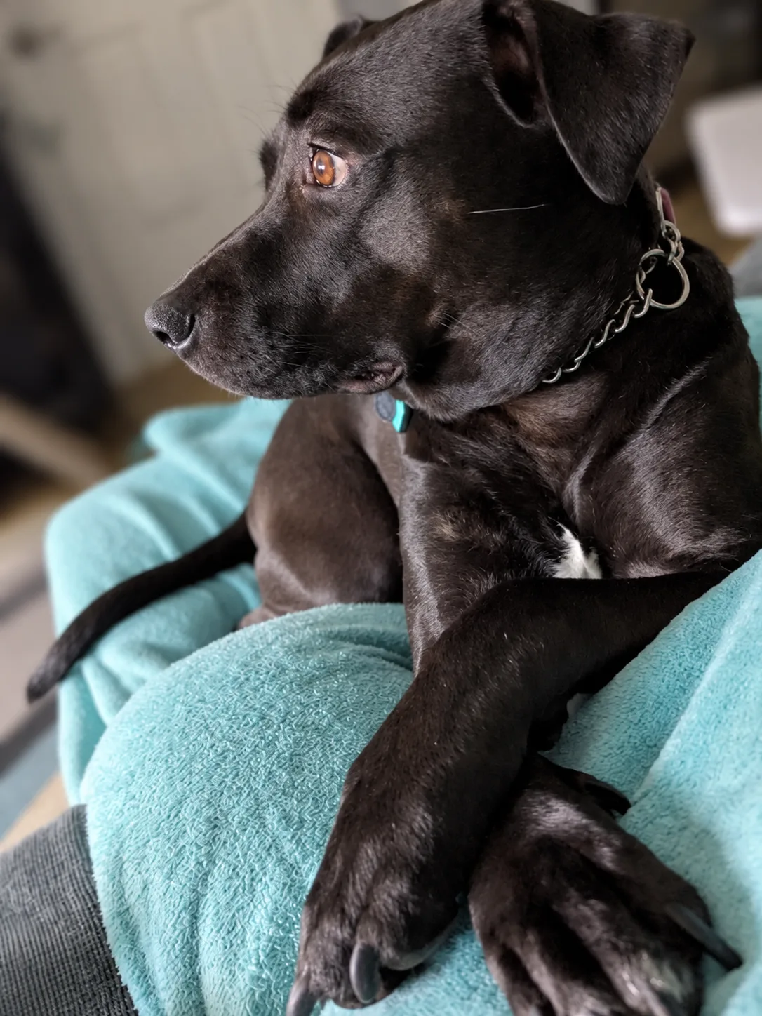 Charlie, a black dog with an amber eye and white chest patch, resting on a turquoise blanket