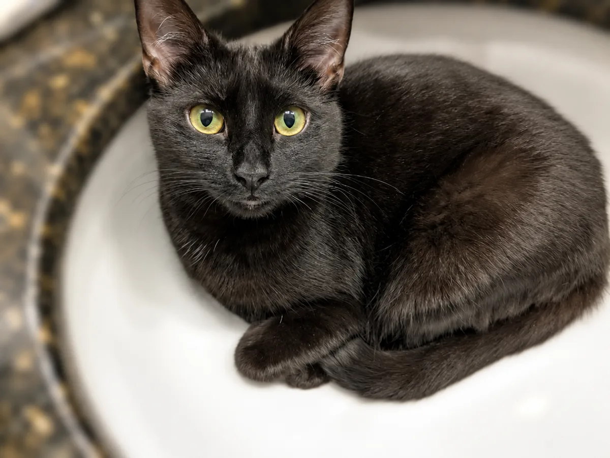 Ellie, a black cat with yellow-green eyes, curled up in a white sink