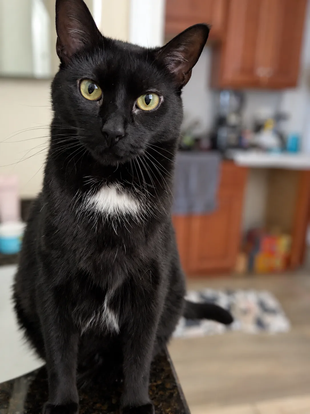Mabel, a black cat with bright yellow-green eyes and a white chest patch