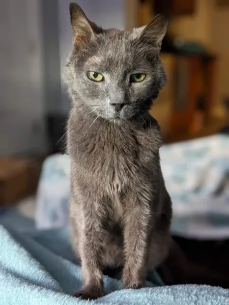 Max, also known as Pooks, a gray cat with green eyes sitting on a blue blanket