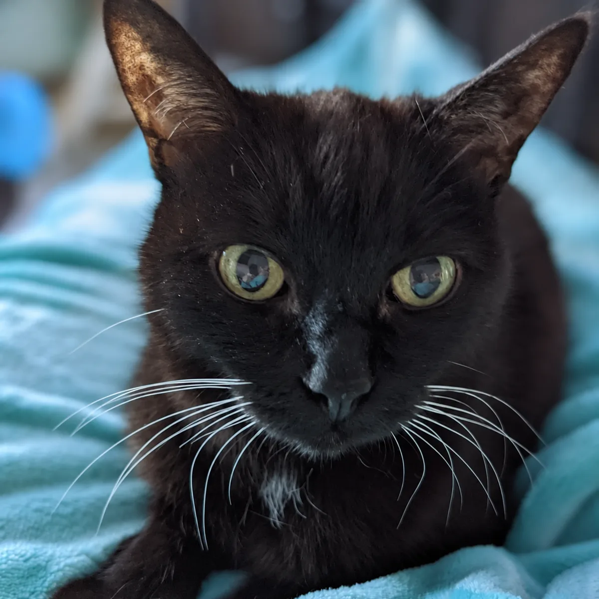 Mert, a black cat with pale green eyes and white whiskers, resting on a turquoise blanket