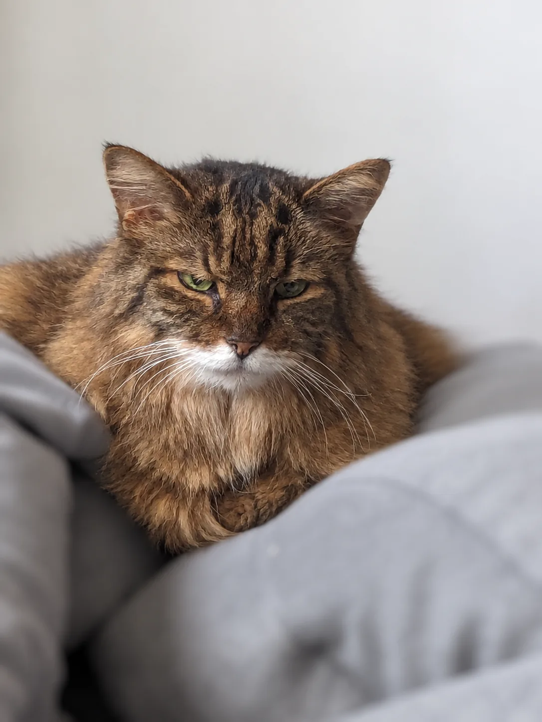 Mocha, a long-haired brown tabby with a white muzzle, resting among gray cushions