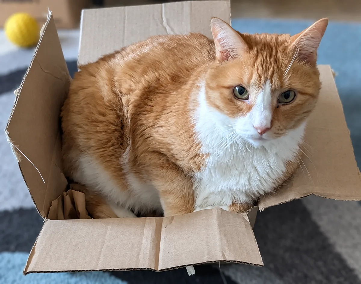 Ollie, an orange-and-white cat, settled in a cardboard box