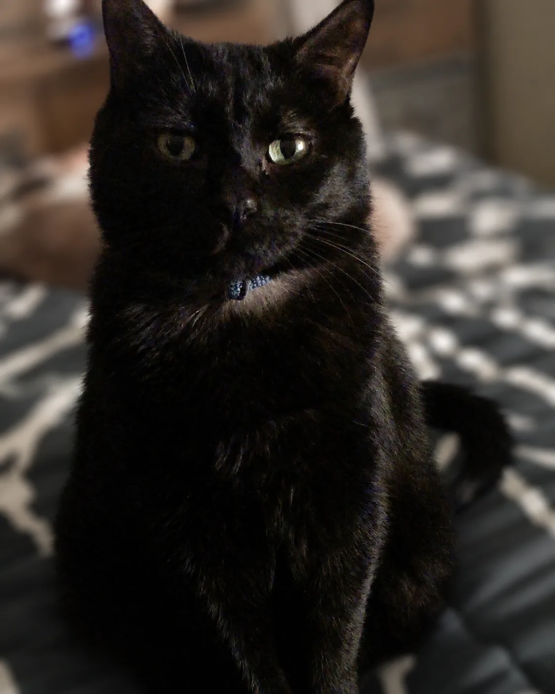 Sam, a black cat with green eyes, sitting on patterned bedding