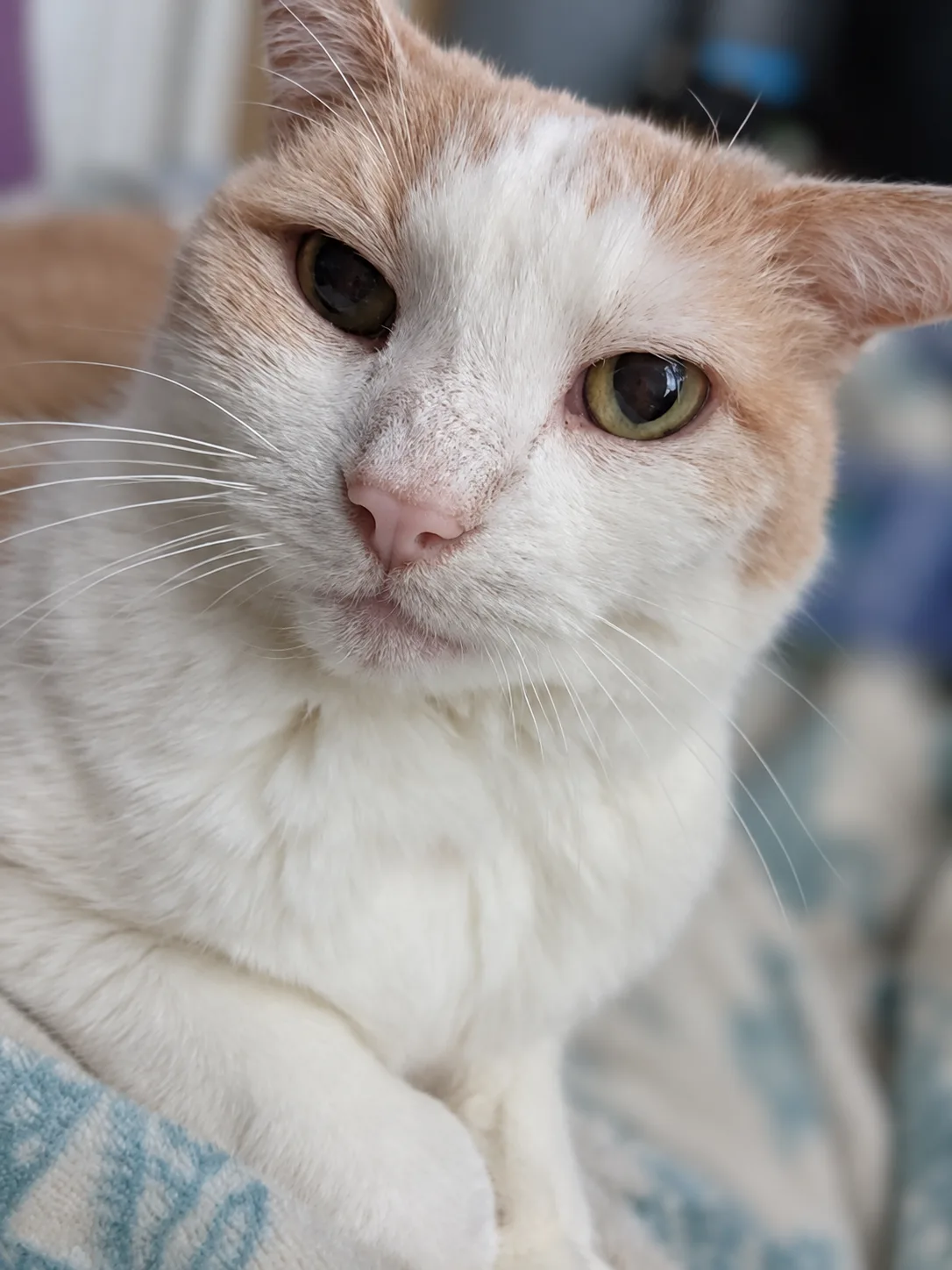 Squeaks, our pale orange-and-white senior lap technician, with his distinctive crooked ear